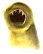 hookworm.jpg