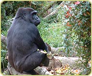 ape.jpg