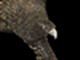 Aquila Aquilonis