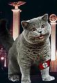 NS Cat